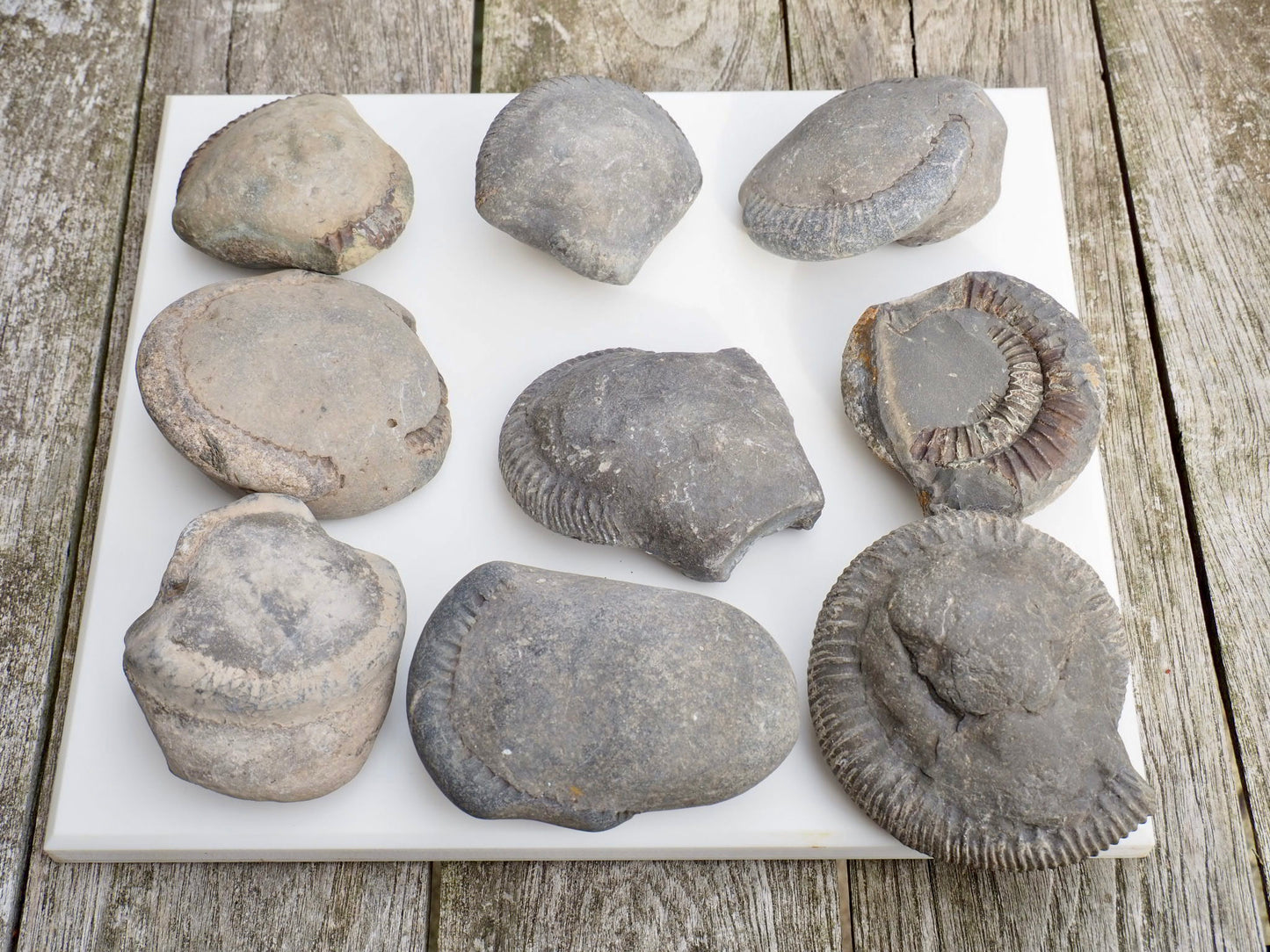 Prep Your Own Unprepped Incomplete Ammonite Fossils – Yorkshire Coast – Fossil Prep Practice – Beginner Pack