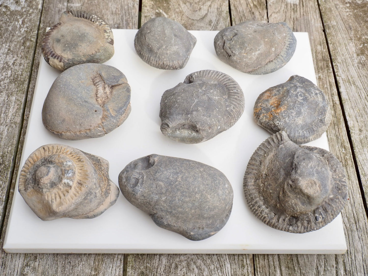 Prep Your Own Unprepped Incomplete Ammonite Fossils – Yorkshire Coast – Fossil Prep Practice – Beginner Pack