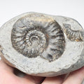 Grammoceras Ammonite Fossil – Whitby Yorkshire Coast – Jurassic