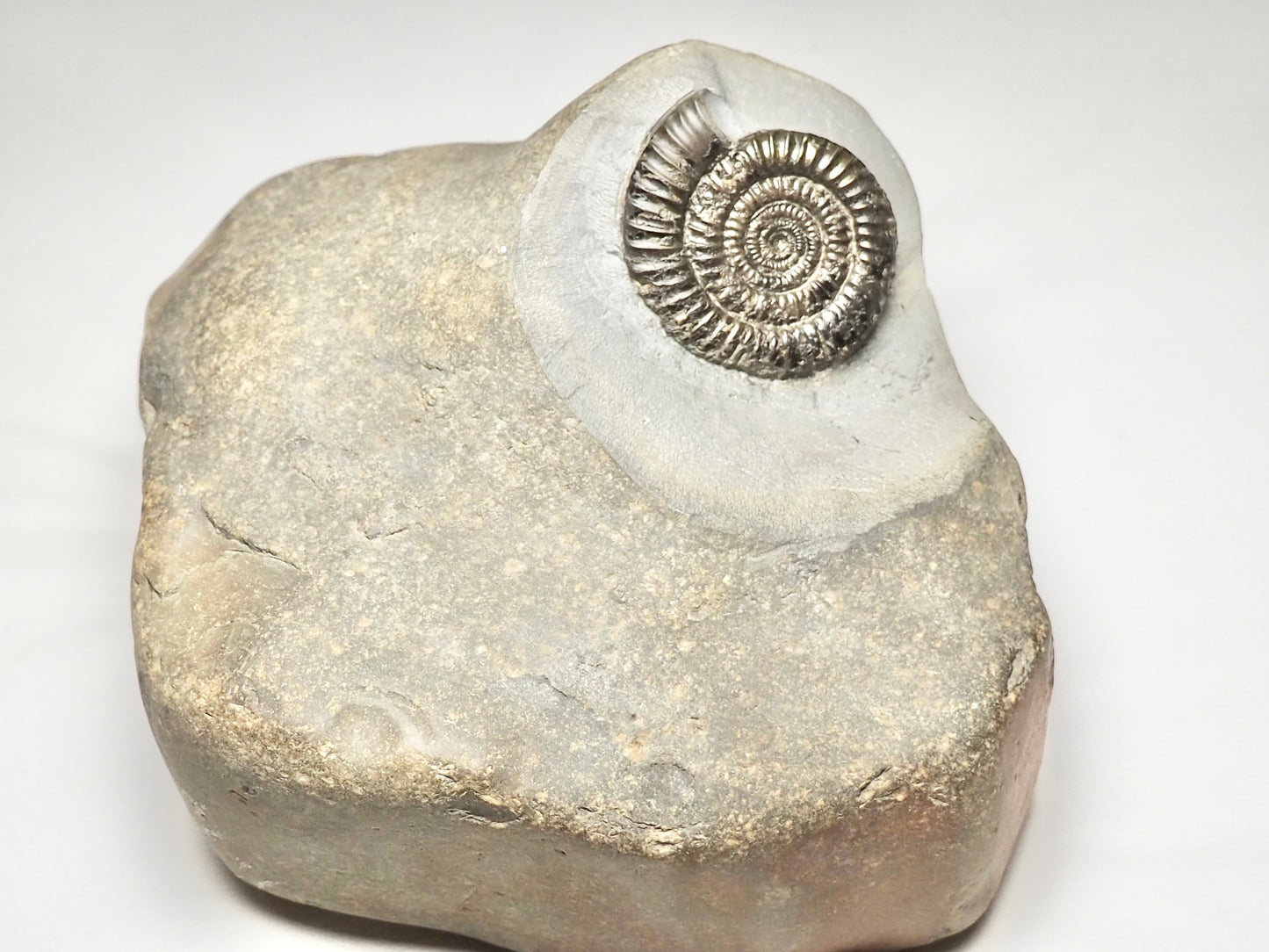 Rare Paltechioceras Ammonite - Lower Lias.