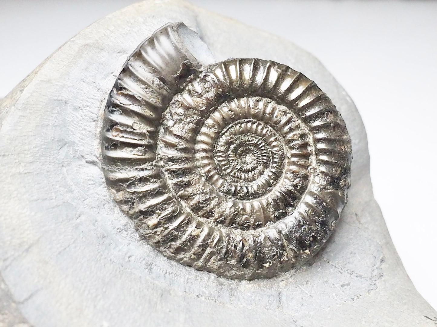 Rare Paltechioceras Ammonite - Lower Lias.