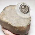 Rare Paltechioceras Ammonite Fossil for Sale – Whitby Yorkshire Coast Jurassic