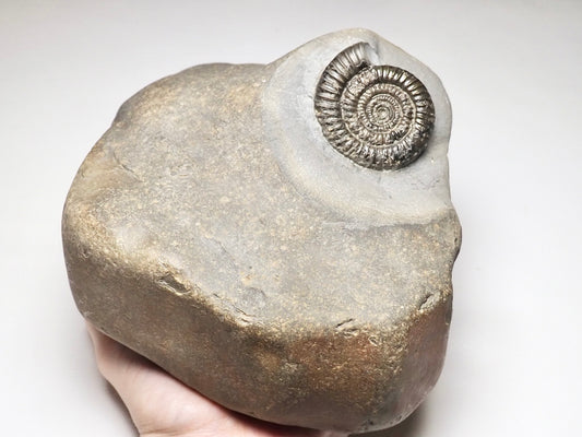 Rare Paltechioceras Ammonite - Lower Lias.