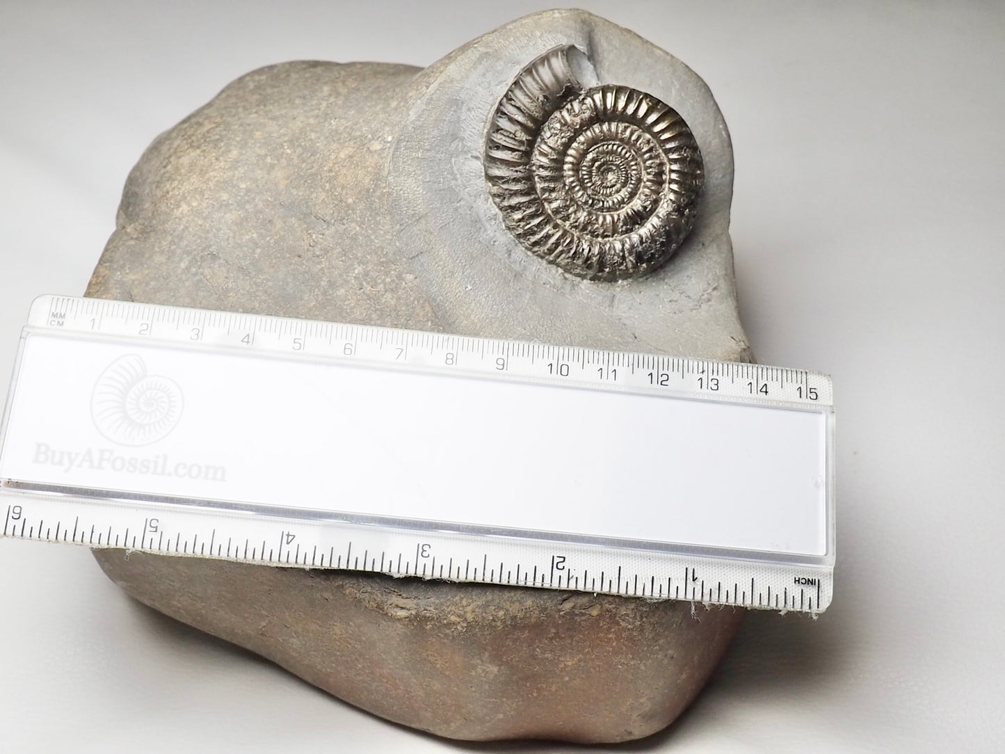 Rare Paltechioceras Ammonite - Lower Lias.