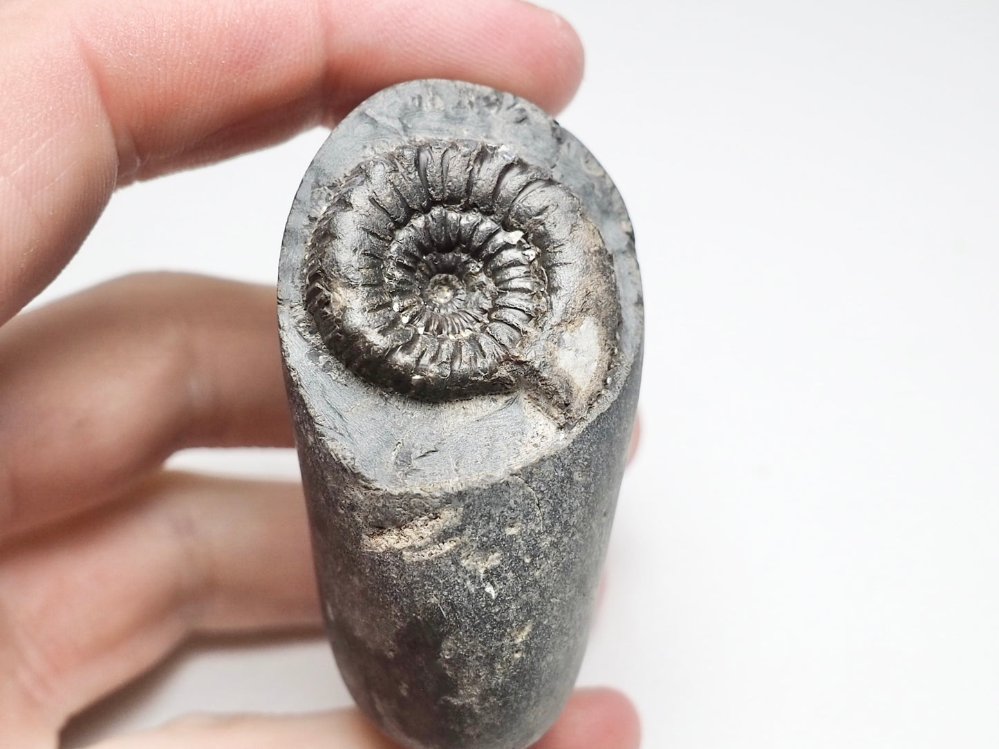 Peronoceras Ammonite Fossil Whitby