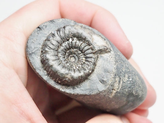 Peronoceras Ammonite Fossil Whitby
