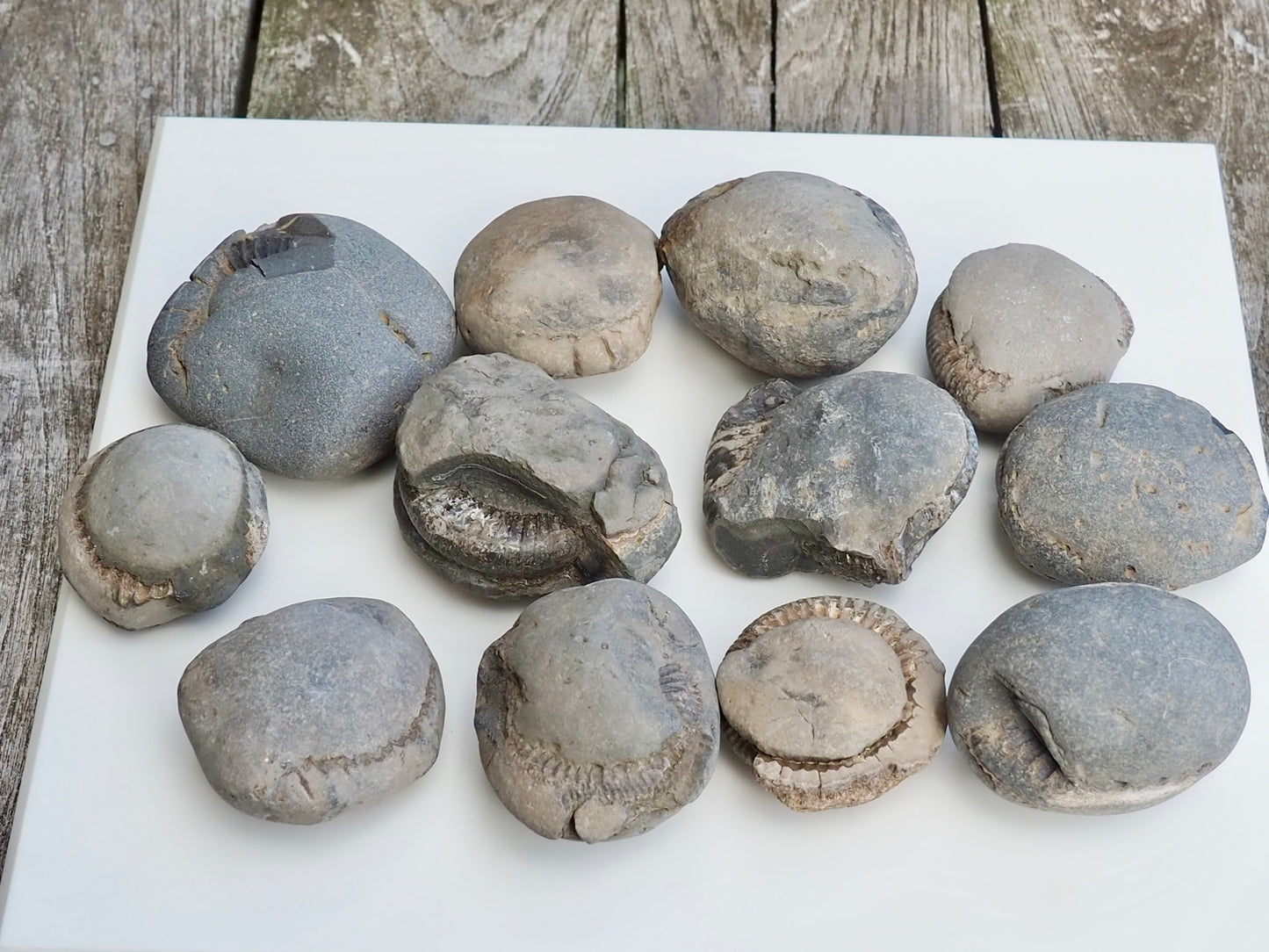12x Small Ammonite Nodules – Yorkshire Coast Fossils | Crack Your Own | Prep Practice Kit