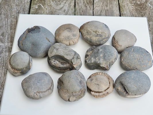 12x Small Ammonite Nodules – Yorkshire Coast Fossils | Crack Your Own | Prep Practice Kit