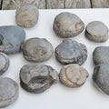 12x Small Ammonite Nodules – Yorkshire Coast Fossils | Crack Your Own | Prep Practice Kit