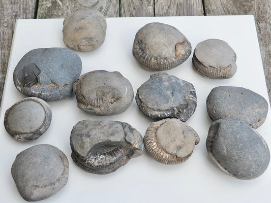 12x Small Ammonite Nodules – Yorkshire Coast Fossils | Crack Your Own | Prep Practice Kit