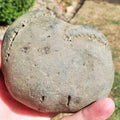 DOUBLE Whitby Ammonite Nodule – Unprepared Jurassic Fossil – Yorkshire Coast