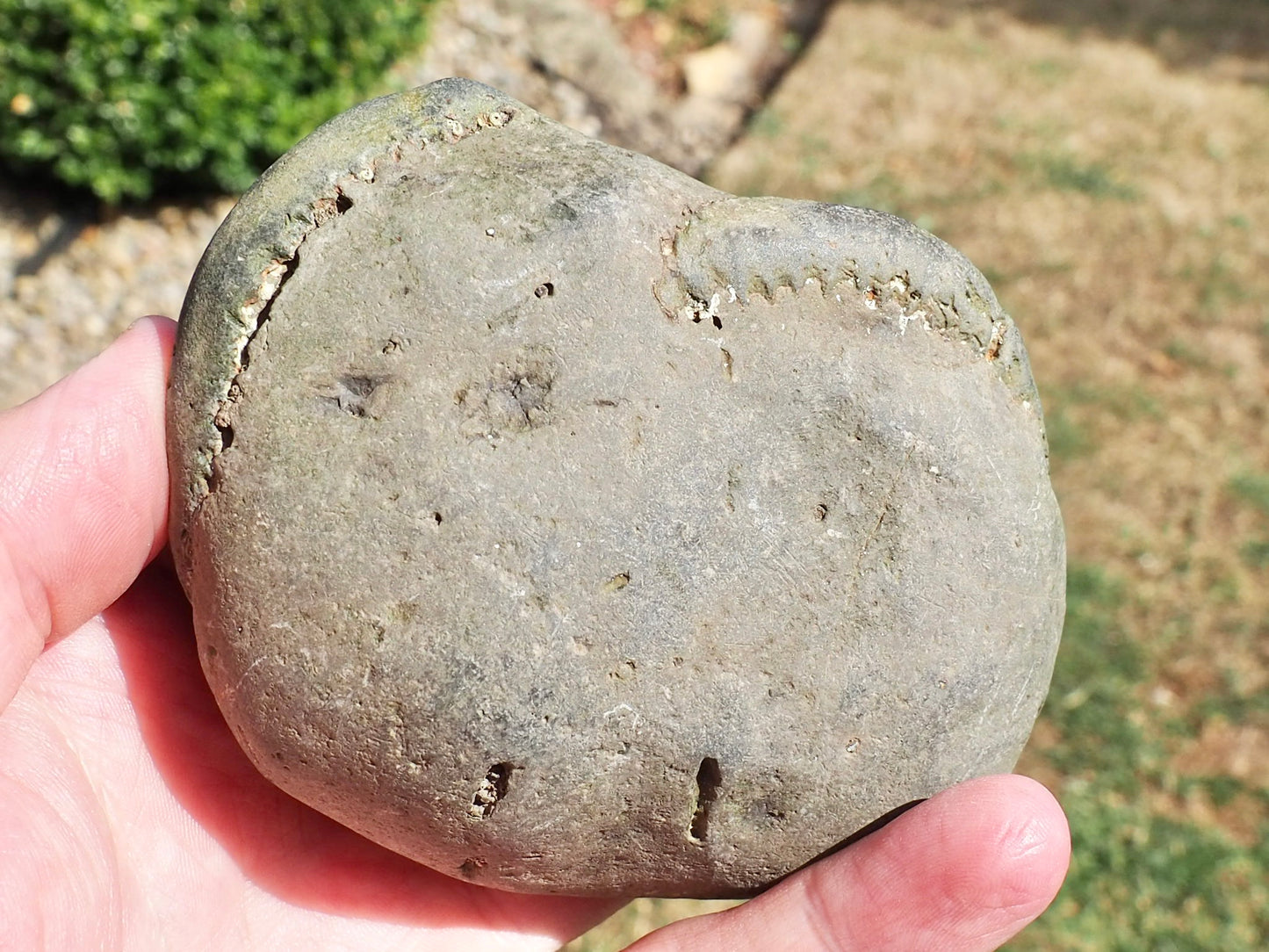 DOUBLE Whitby Ammonite Nodule – Unprepared Jurassic Fossil – Yorkshire Coast