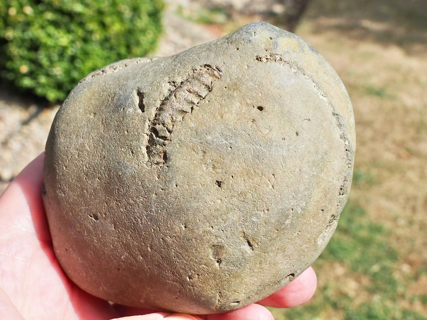 DOUBLE Whitby Ammonite Nodule – Unprepared Jurassic Fossil – Yorkshire Coast