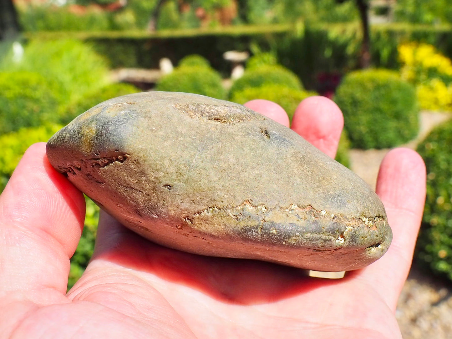 DOUBLE Whitby Ammonite Nodule – Unprepared Jurassic Fossil – Yorkshire Coast