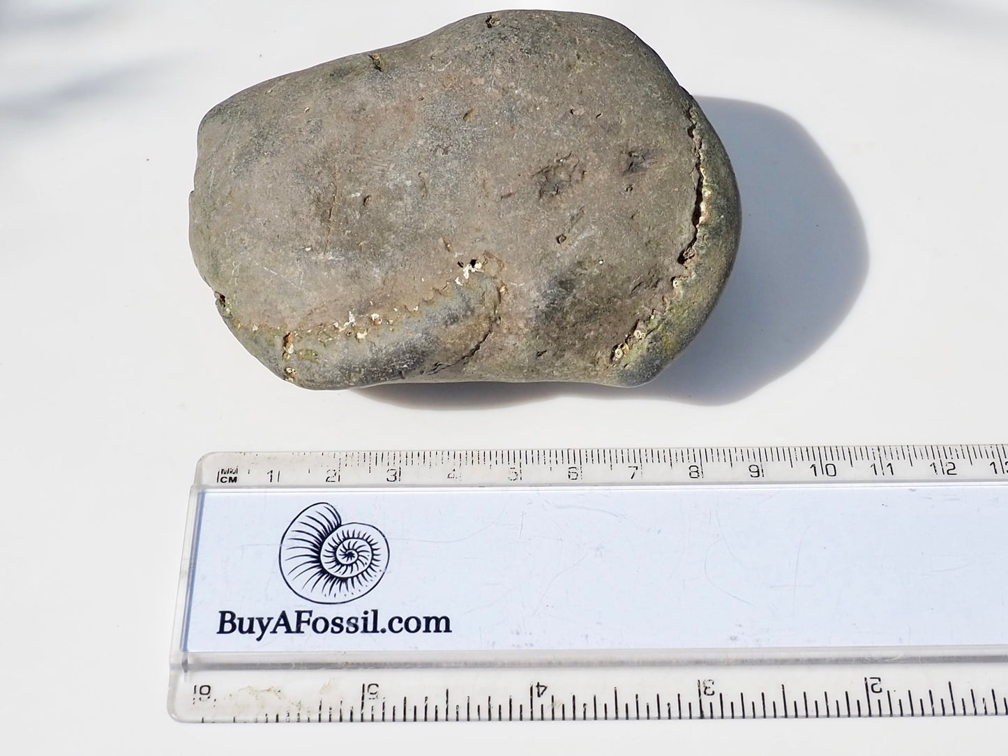 DOUBLE Whitby Ammonite Nodule – Unprepared Jurassic Fossil – Yorkshire Coast