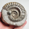 Rare double species ammonite - Hildoceras & Peronoceras