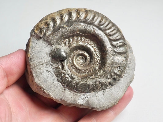 Rare double species ammonite - Hildoceras & Peronoceras
