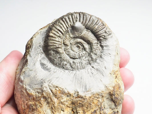 Rare double species ammonite - Hildoceras & Peronoceras