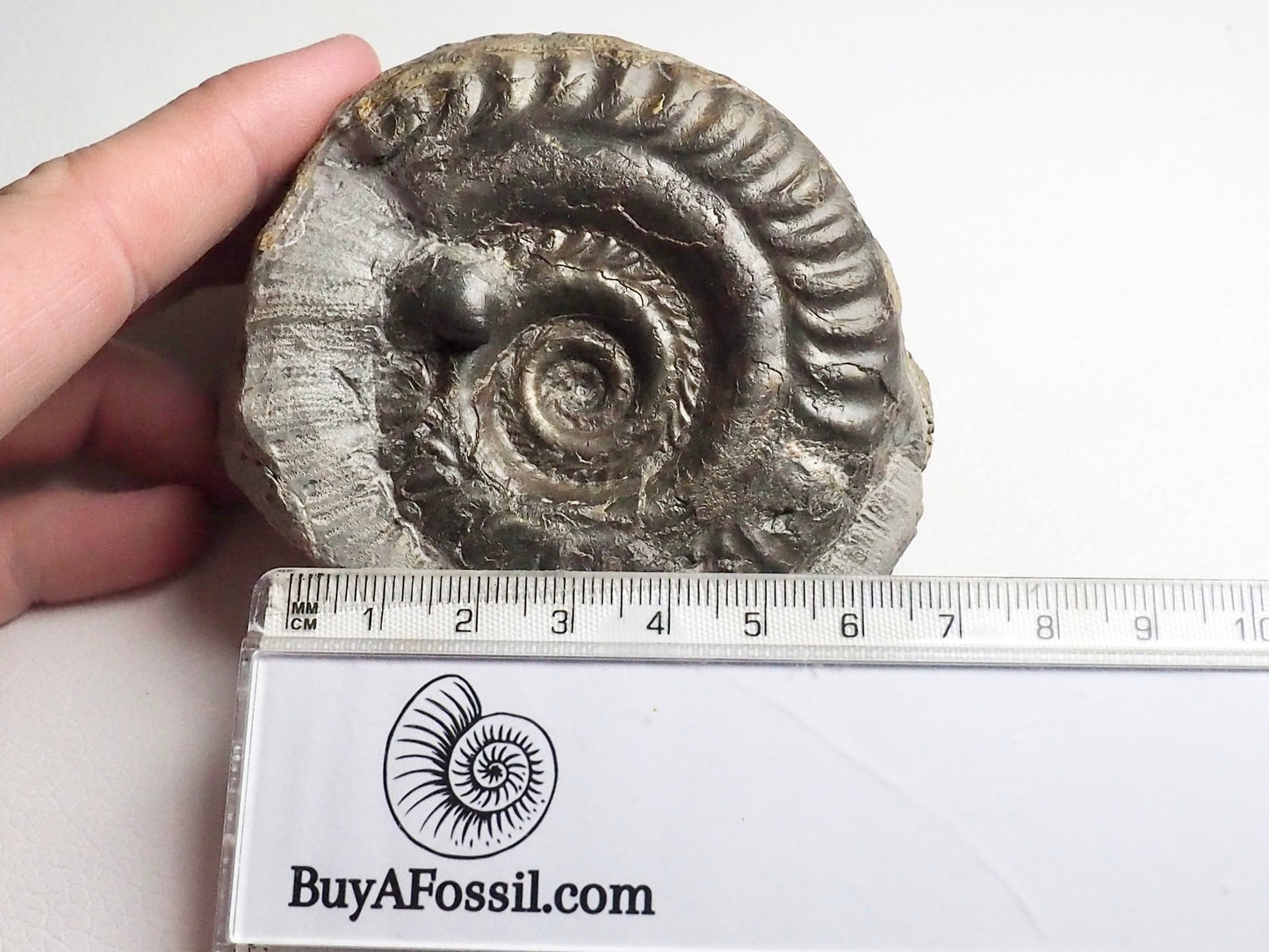 Rare double species ammonite - Hildoceras & Peronoceras