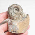 Lytoceras Ammonite Fossil – Whitby Yorkshire Coast – Jurassic