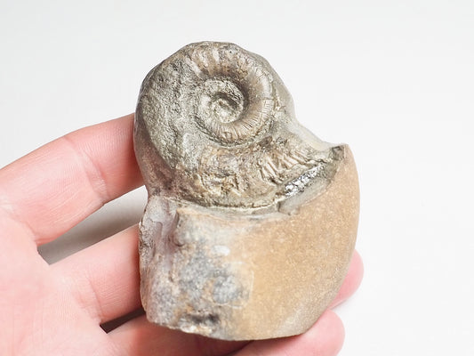 Rare Lytoceras Ammonite