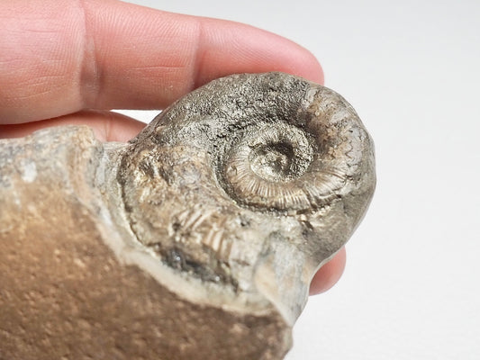 Rare Lytoceras Ammonite