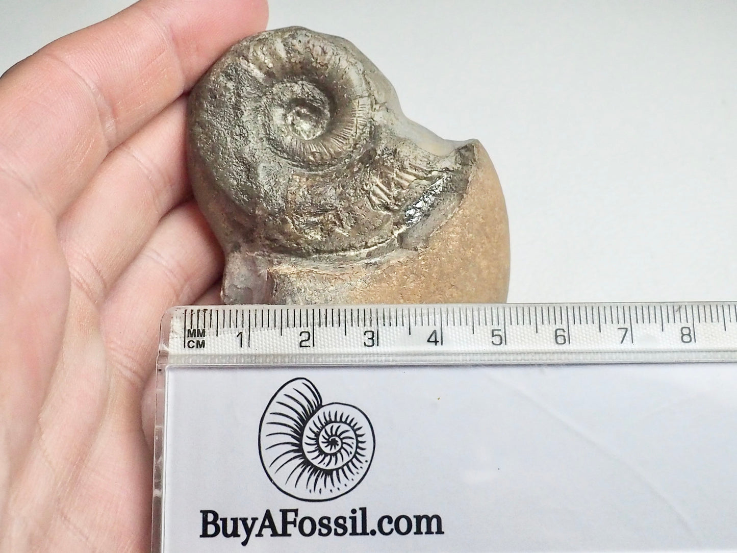 Rare Lytoceras Ammonite