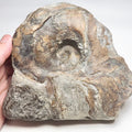 Nautilus Fossil