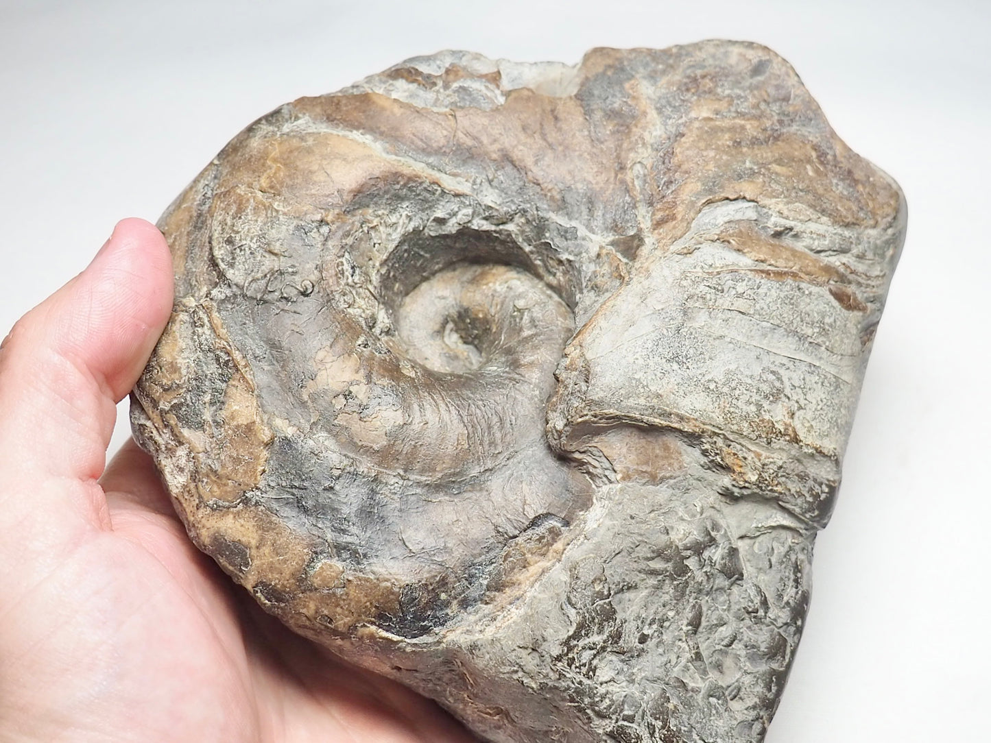 Nautilus Fossil