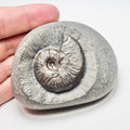 Cleviceras Ammonite Fossil – Whitby Yorkshire Coast – Jurassic
