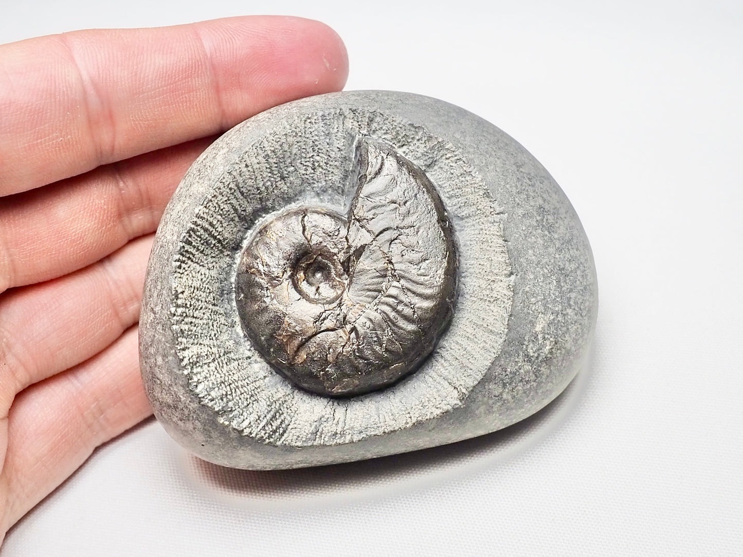 Cleviceras Ammonite In nodule