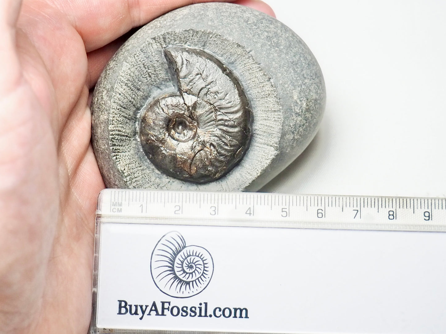 Cleviceras Ammonite In nodule