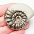 Euagassiceras Ammonite Fossil – Whitby Yorkshire Coast – Jurassic