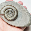 Dactylioceras Tenuicostatum (Bowl Prep) Ammonite Fossil for Sale – Whitby Yorkshire Coast Jurassic