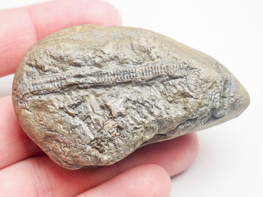 Crinoid Lower Lias