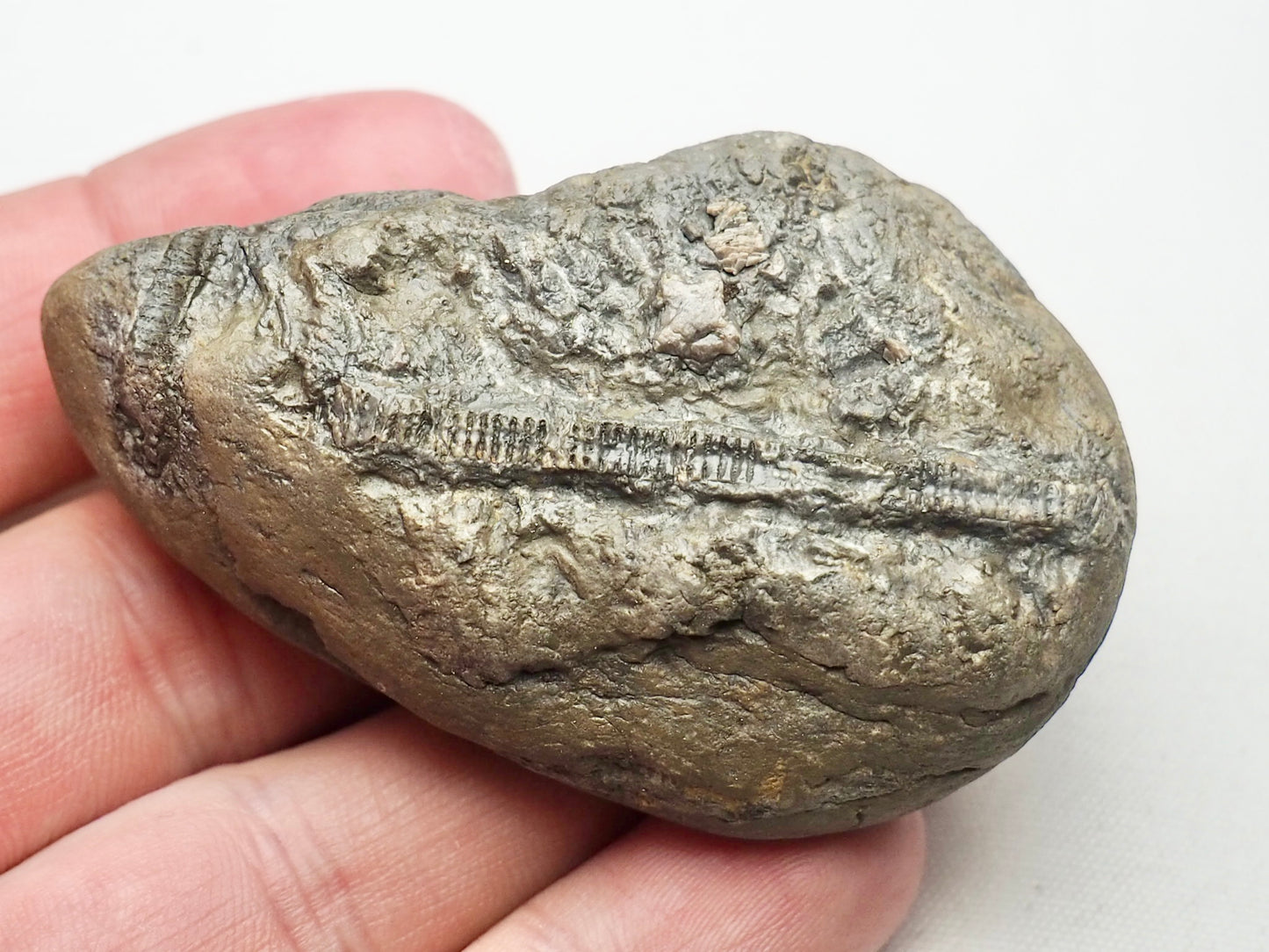 Crinoid Lower Lias