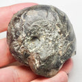 Whitby Nautilus Fossil – Jurassic Cephalopod from the Yorkshire Coast