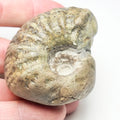 Liparoceras Ammonite Fossil for Sale – Whitby Yorkshire Coast Jurassic