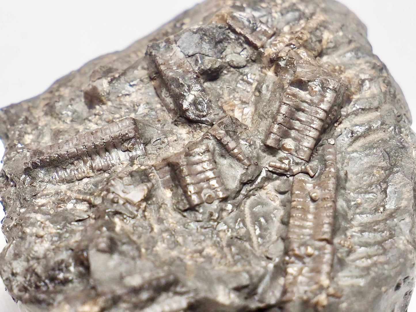 Crinoid Lower Lias