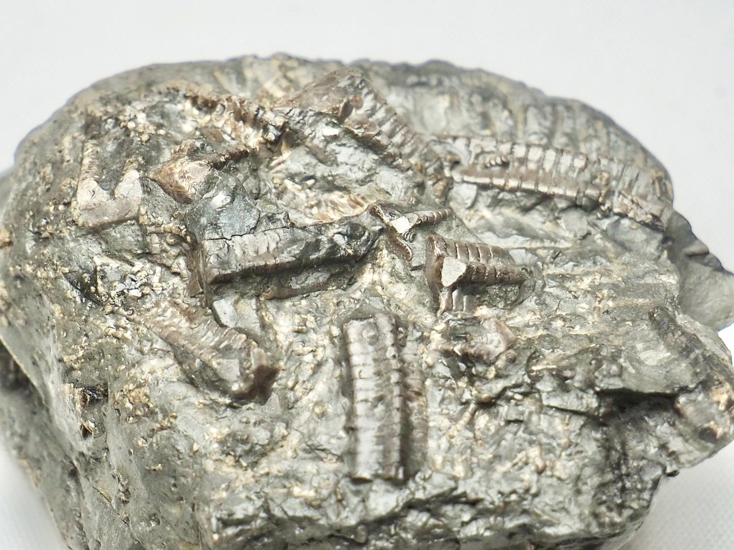 Crinoid Lower Lias