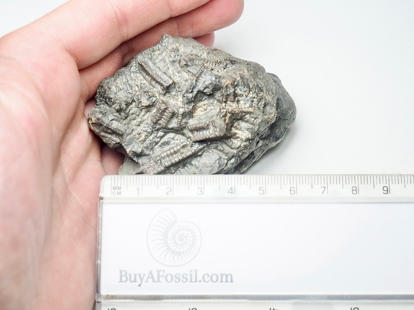 Crinoid Lower Lias