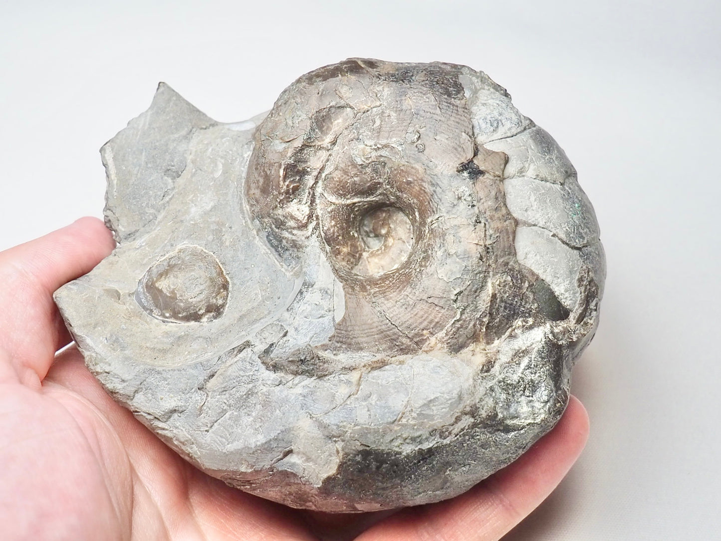 Nautilus Fossil