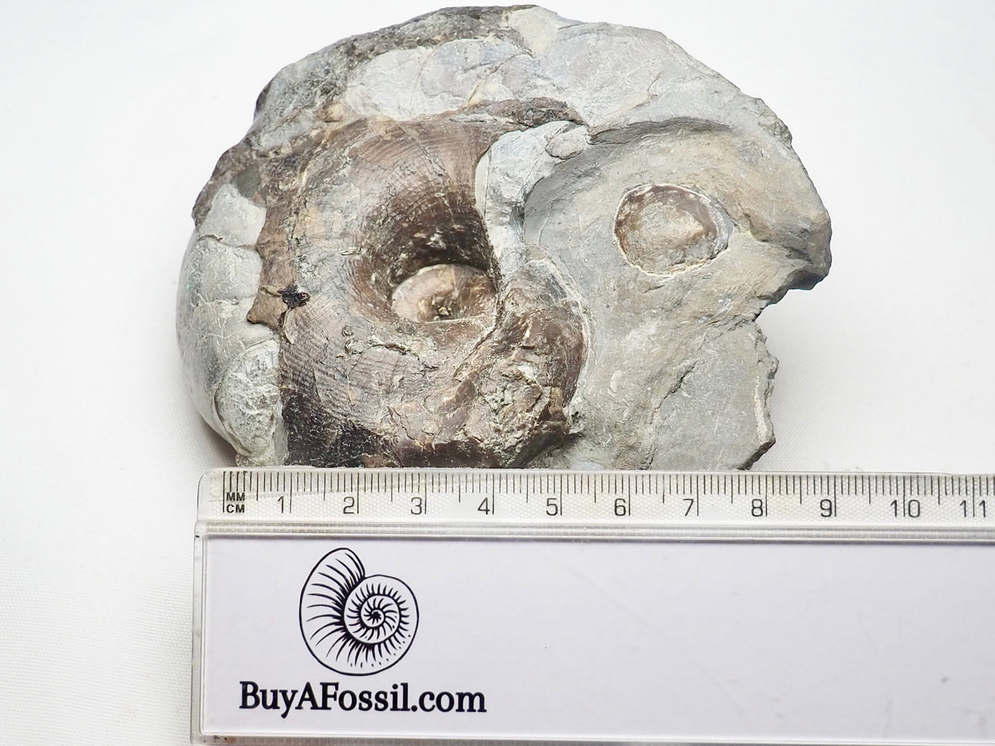 Nautilus Fossil