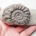 Pleuroceras Hawskerense Ammonite Fossil – Whitby Yorkshire Coast – Jurassic