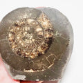 Ammonite - Pick N Mix