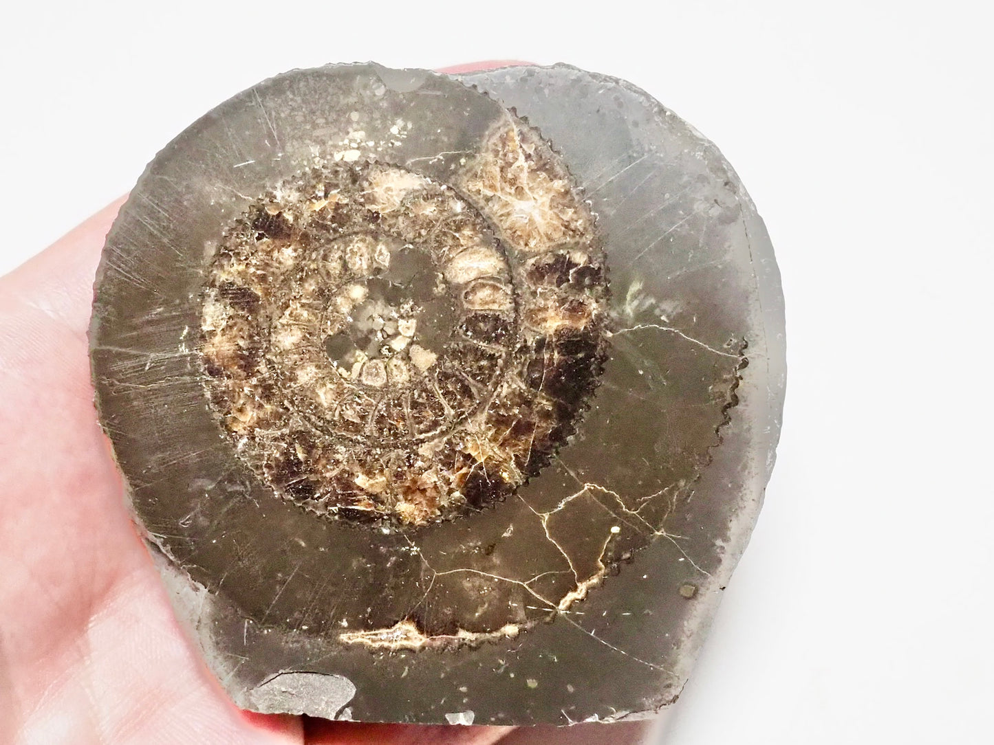 Cut and Polished Ammonite Dactylioceras