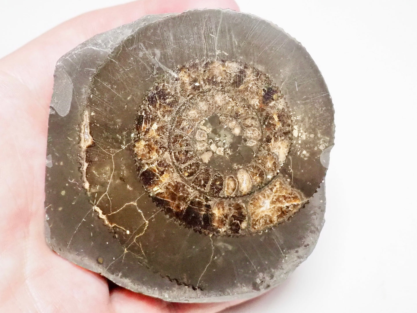 Cut and Polished Ammonite Dactylioceras