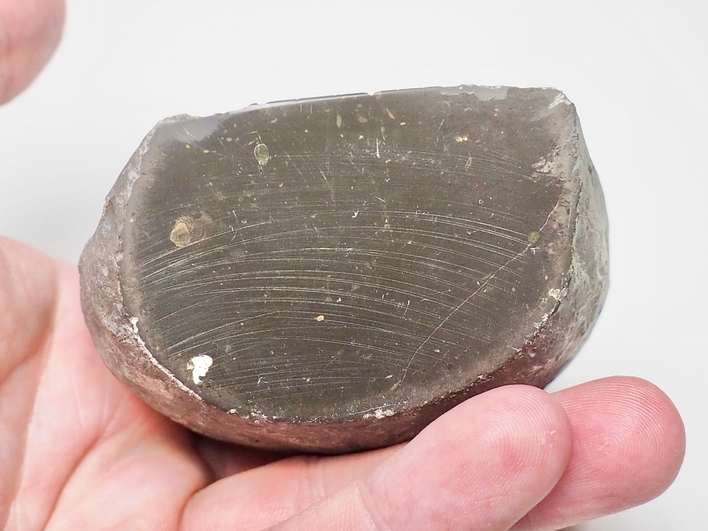 Cut and Polished Ammonite Dactylioceras