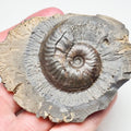 Eleganticeras Ammonite Fossil – Whitby Yorkshire Coast – Jurassic