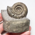 Chunky Dactylioceras Ammonite Fossil for Sale – Whitby Yorkshire Coast Jurassic